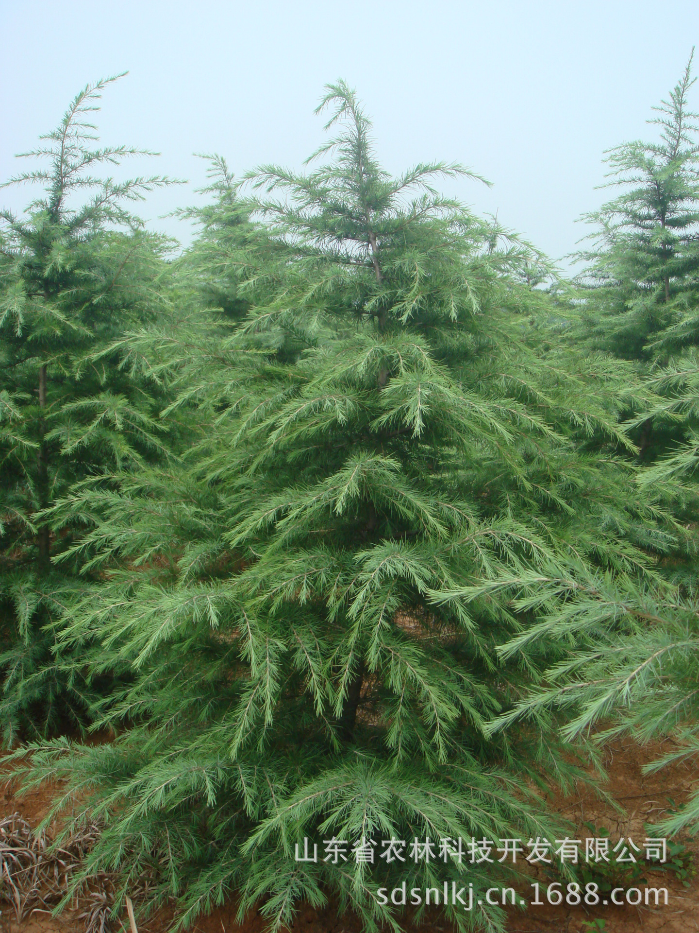 安徽和县苗木基地直销雪松高2米