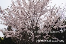 青岛樱花谷中花樱花系列苔清水、八重红大岛、松月、思川等新品种