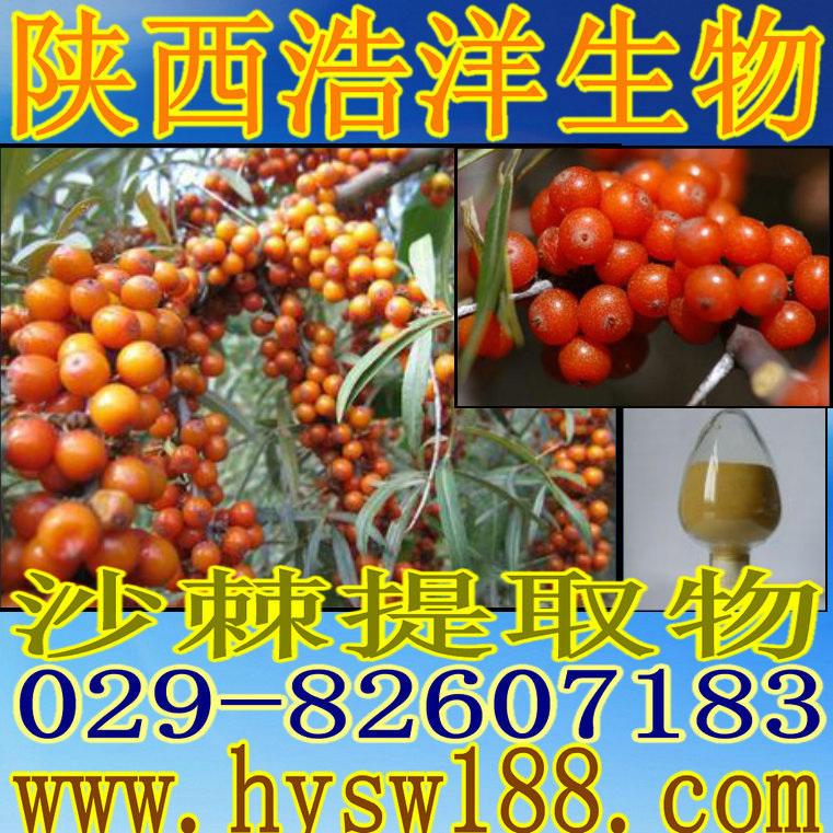 沙棘