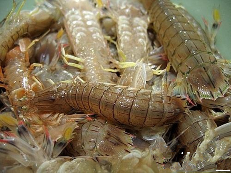 产地直销 鲜活爬虾 虾爬子 皮皮虾 虾姑 宏成海珍品养殖专.