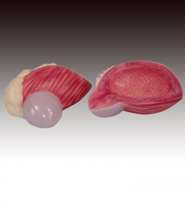 康谊牌kay-317 膀胱放大模型,膀胱解剖模型