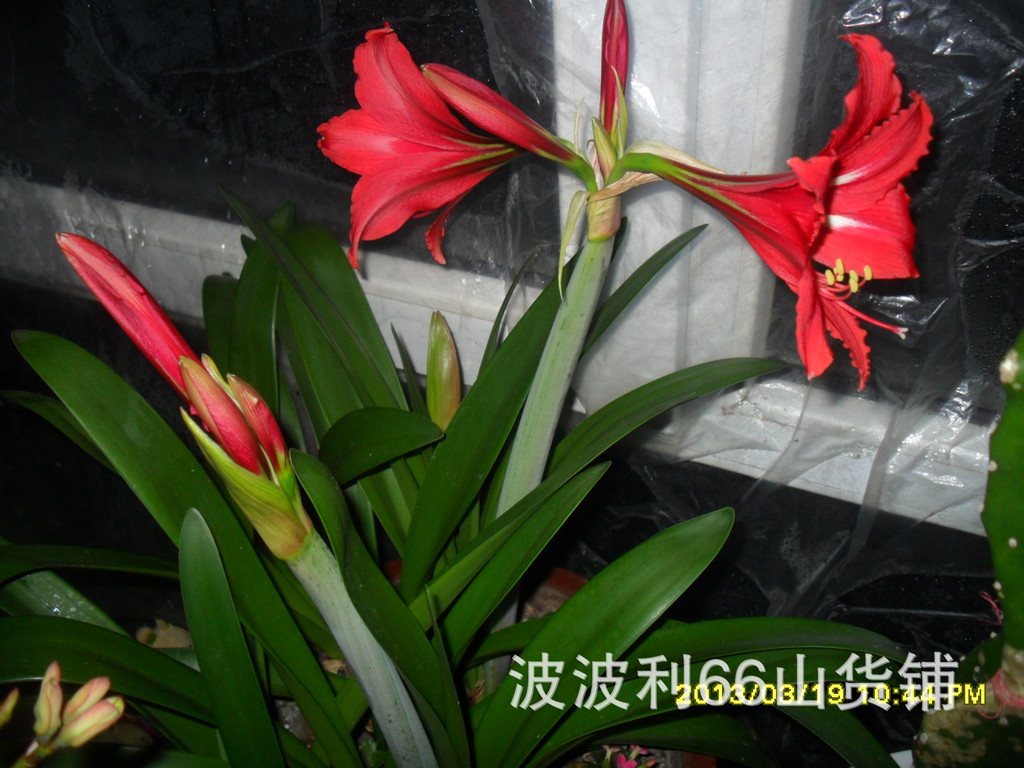 原来名花有主的 花名有主((2))