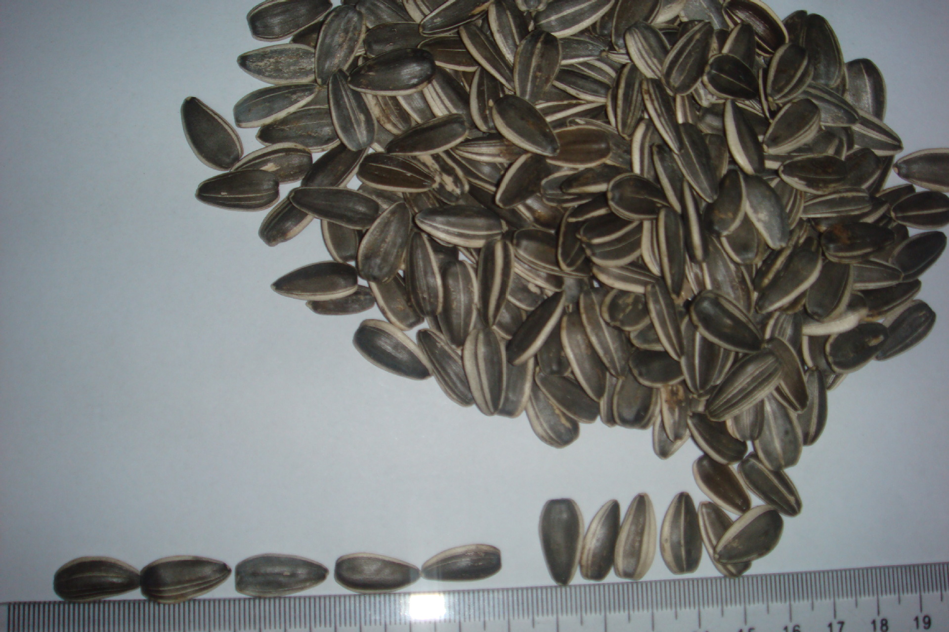 供应出口级葵花籽601