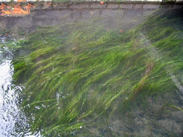 水生态治理 水生植物 水上种植 龙须眼子菜 沉水植物