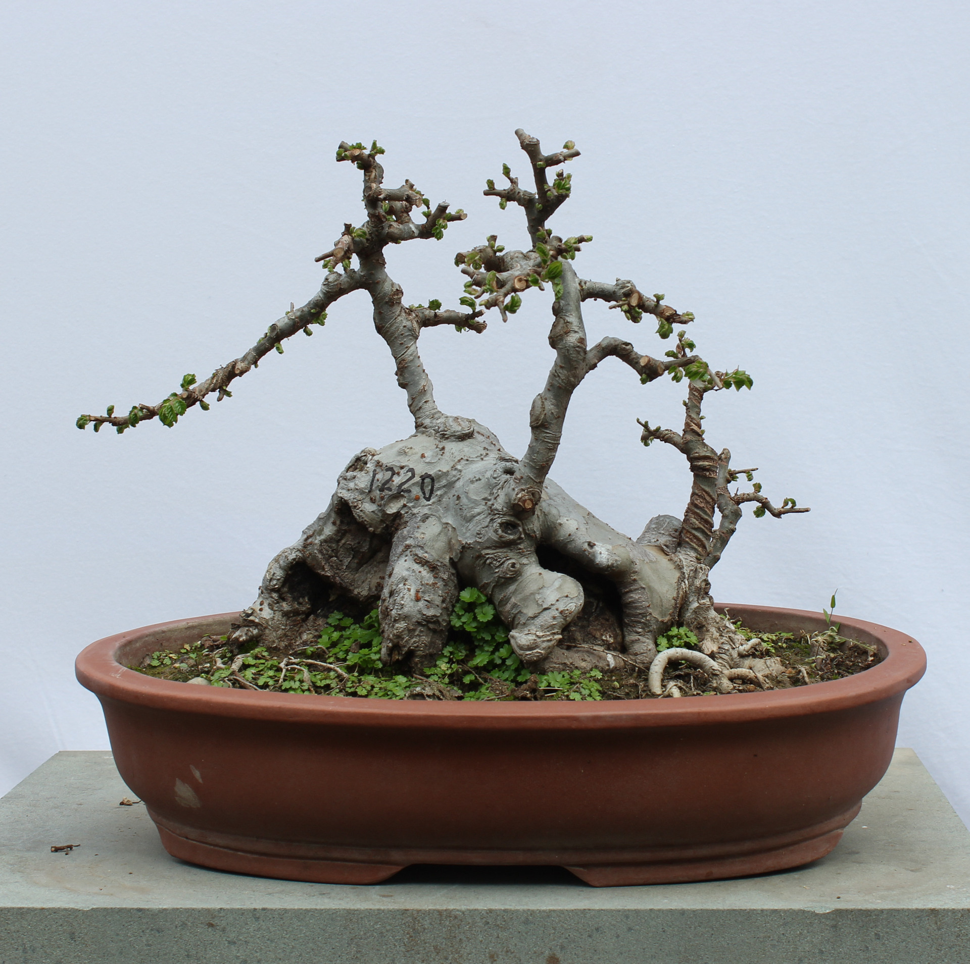 精品丛林式榆树盆景盆栽榆桩绿化造