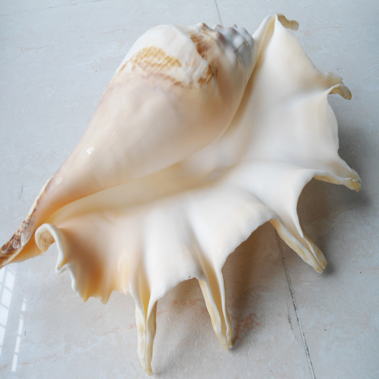 超大七角螺 天然大海螺贝壳海星珊瑚 鱼缸装饰 摆件礼品 厂家批发