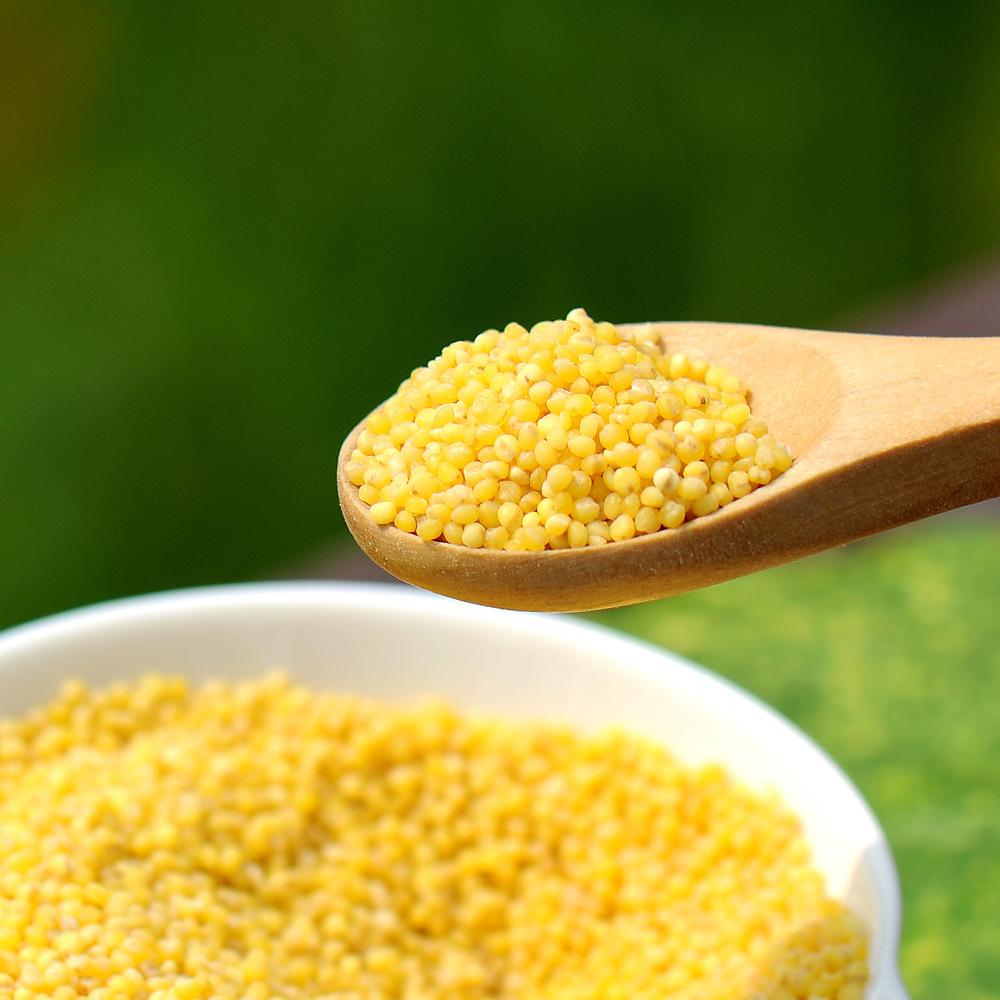 想真有机五谷杂粮黄小米糯小米粟米月子米有机粗粮