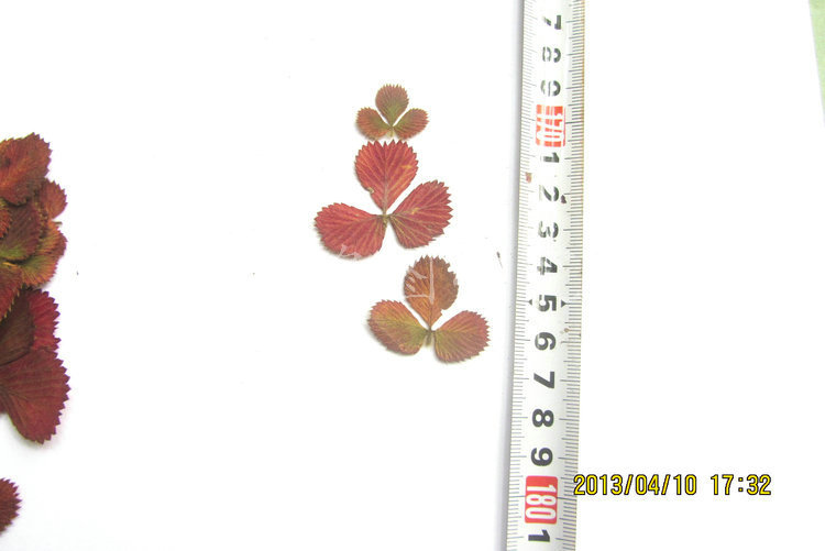 生产供应 卷叶虫三叶草标本 纯手工制作植物标本