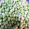 factory supply Quick-freeze green soya beans peas Frozen vegetables factory Long-term goods in stock Frozen green beans