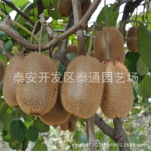 基地直销3公分猕猴桃 北京36号黄肉猕猴桃种植技术 猕猴桃图片