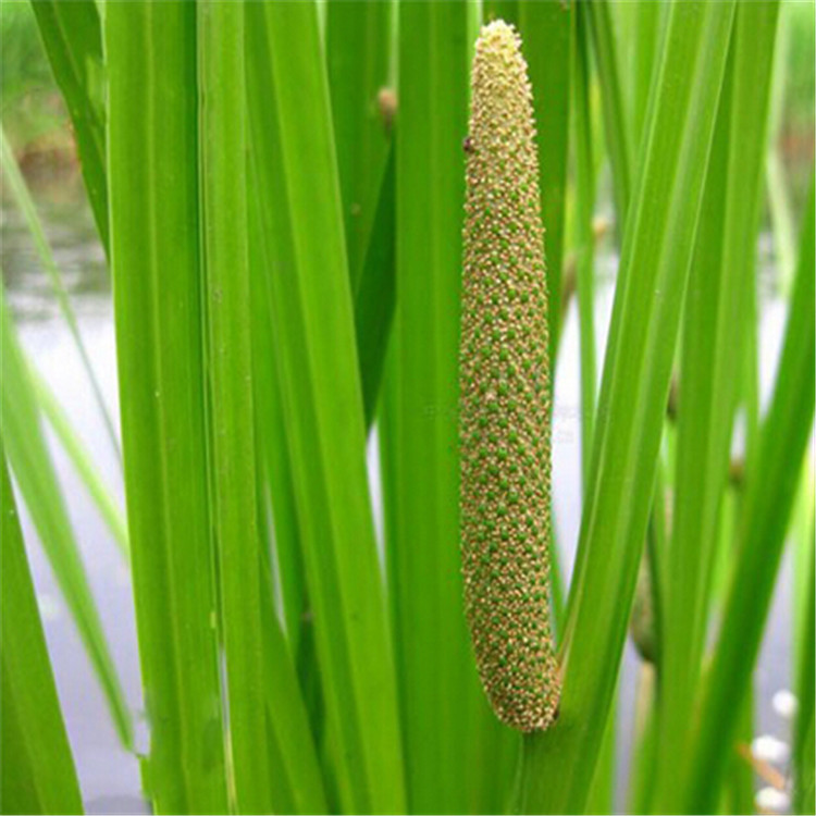 夏季直销 水生花卉 菖蒲 水生植物 荷塘绿化 量大优惠