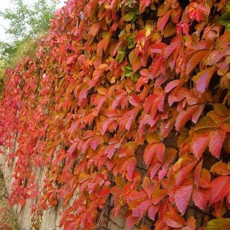 出售爬山虎爬藤五叶地锦庭院别墅美化苗木园艺量大批发