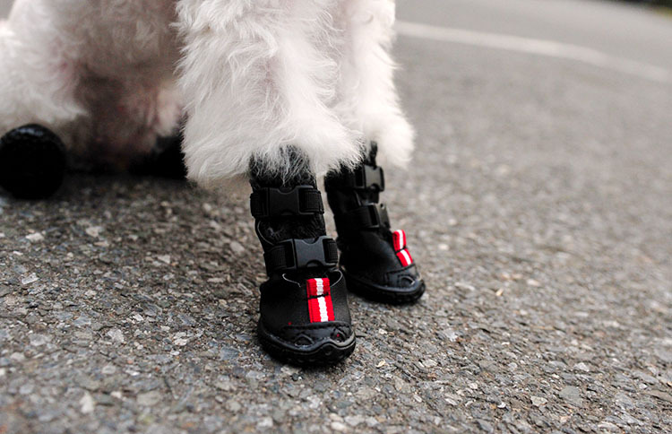 双插扣保暖皮鞋狗狗宠物鞋子秋冬毛绒款牛筋鞋底f24