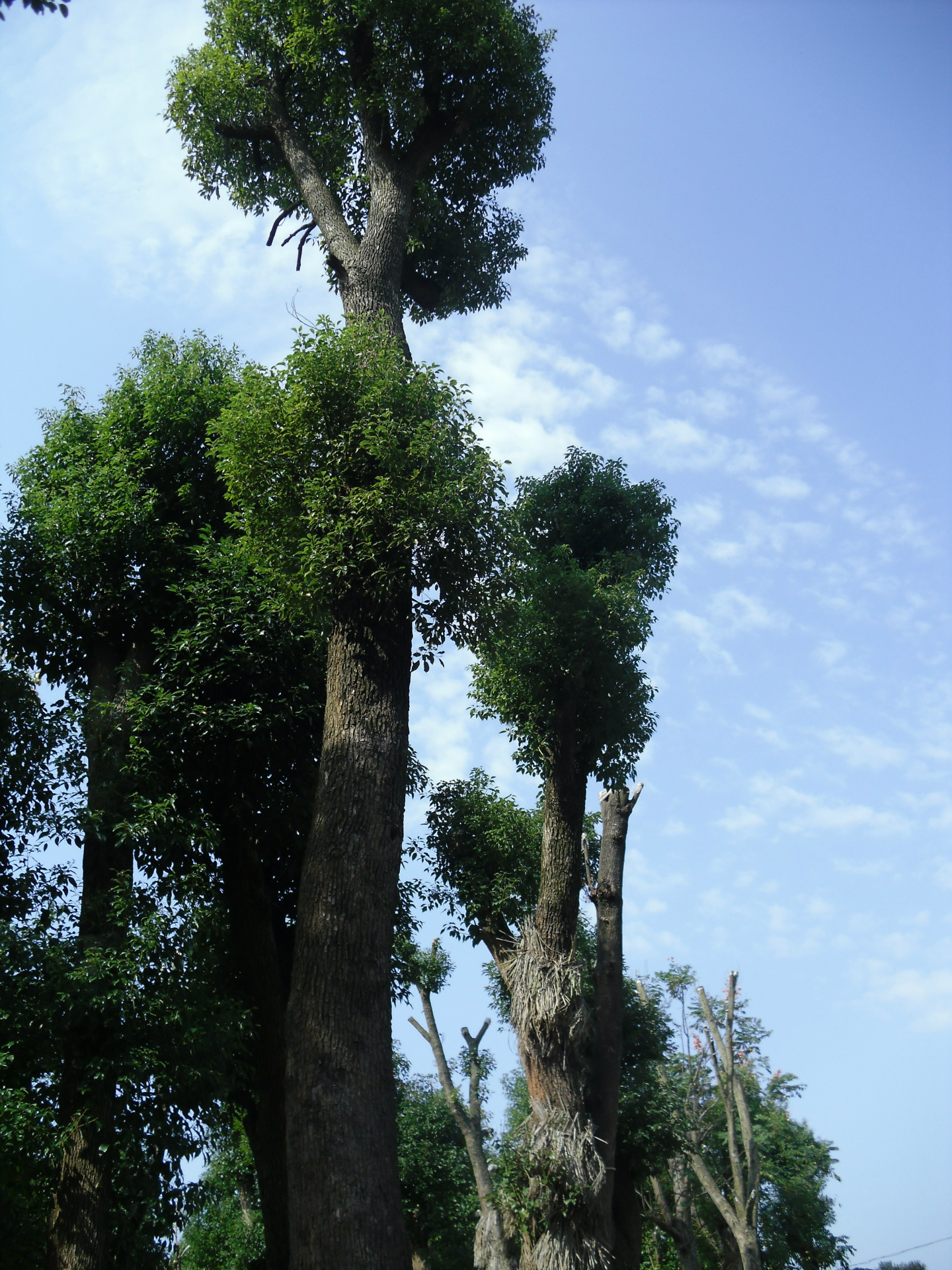香樟树,大叶香樟,湖南地区供应