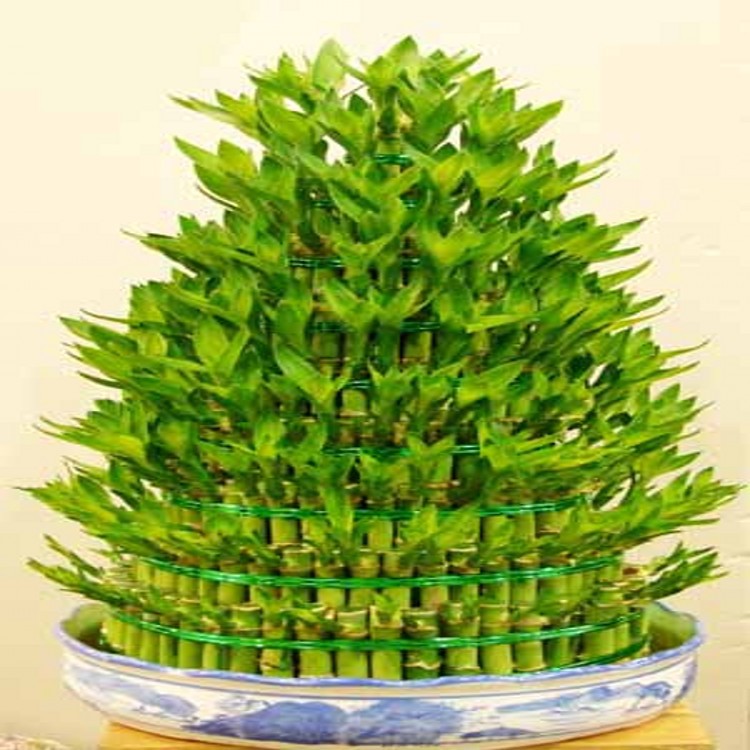 特价 富贵竹 水培竹 开运竹 转运竹 水养植物 花卉盆景 室内盆栽