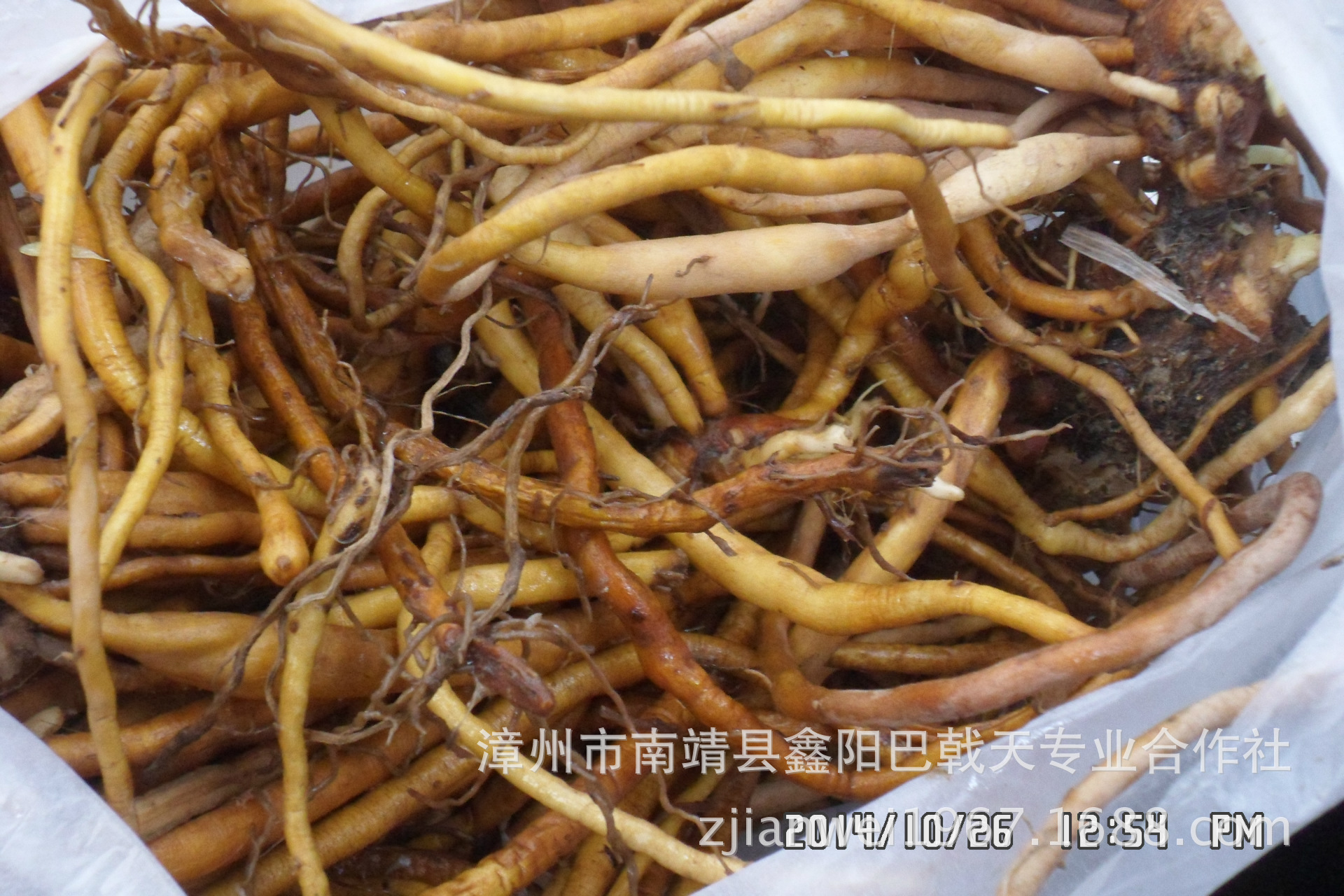 福建土楼金针根又名黄花菜根鲜品