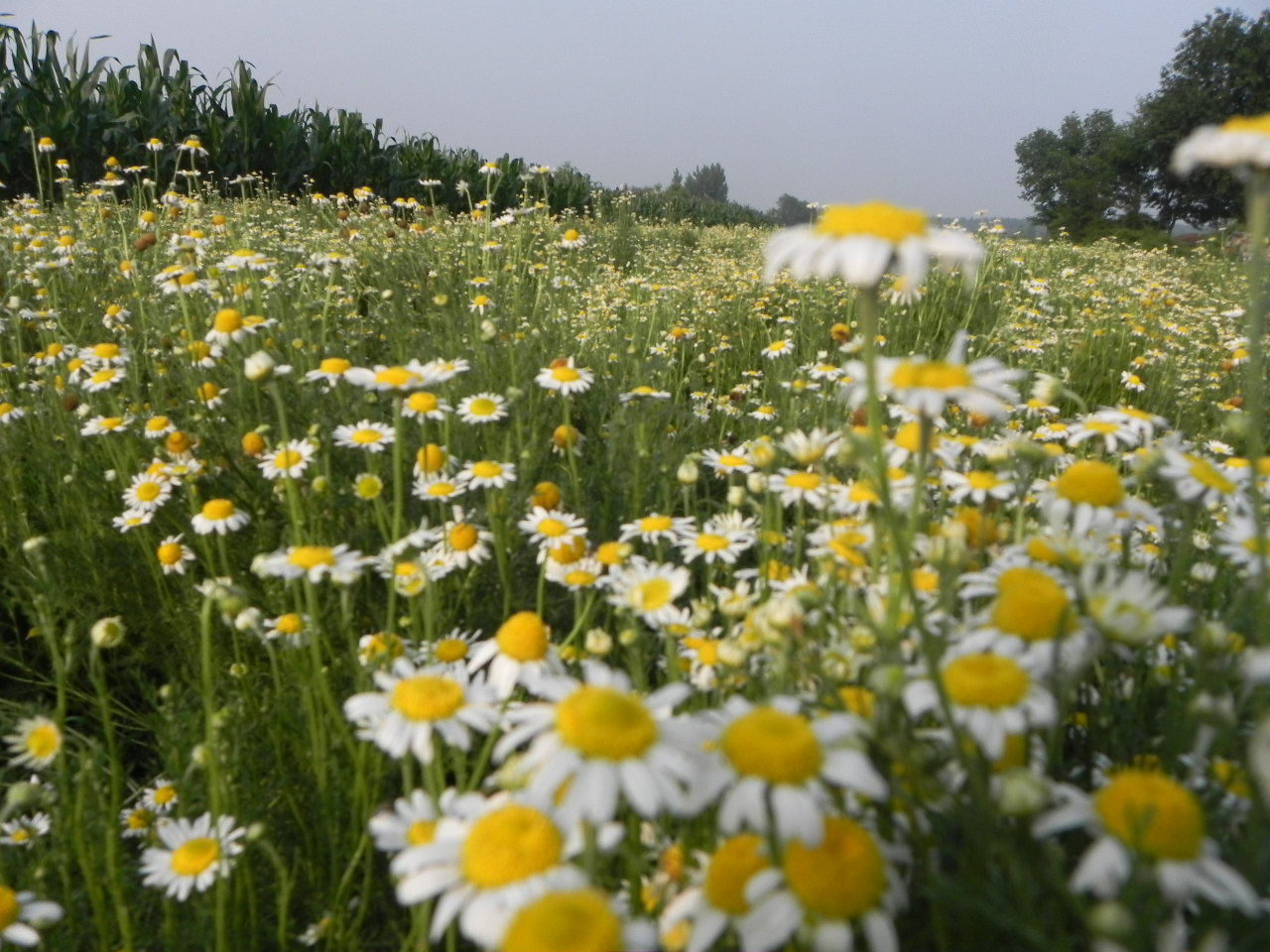 供应洋甘菊(罗马甘菊)纯露