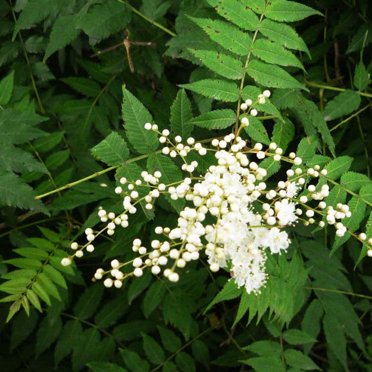 基地热销优质珍珠梅高杆珍珠梅丛生珍珠梅各种规格量大从优