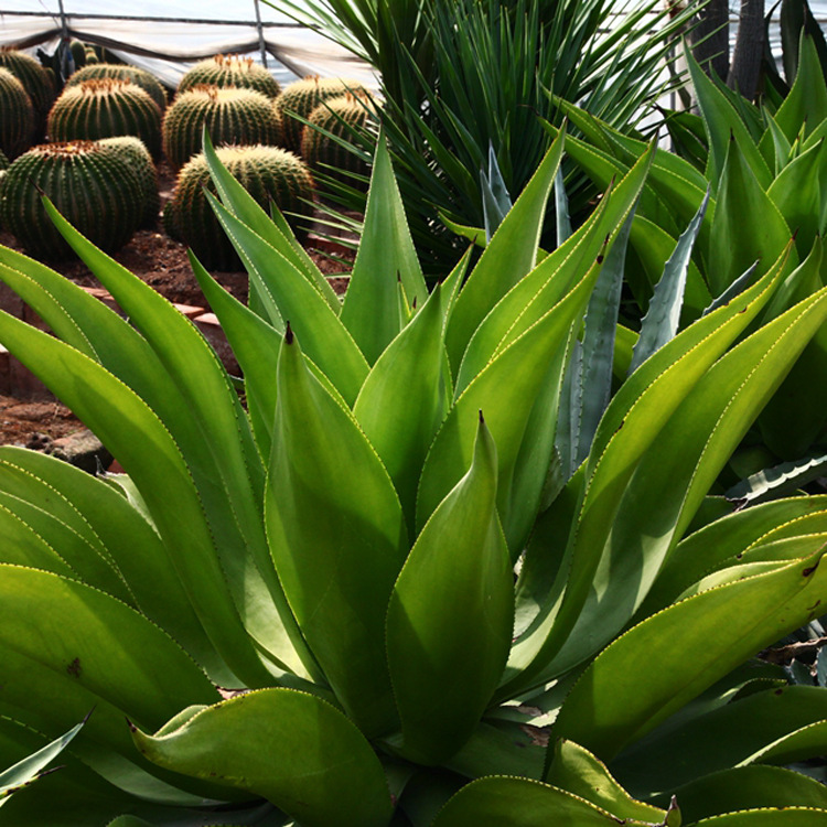 皇冠龙舌兰常绿大型植物大型龙舌兰基地翡翠盘龙舌兰盆栽水晶宫