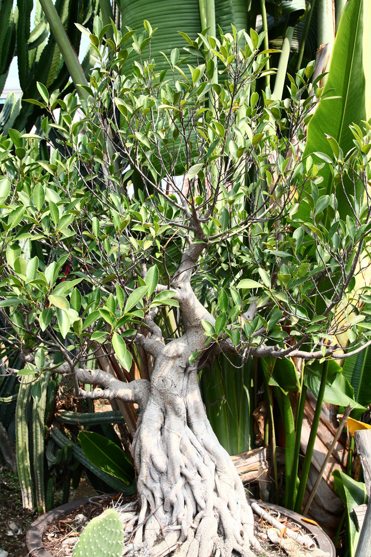 万年青榕树景观树批发大苗直销常绿树 大型 生态馆展览 施工布置