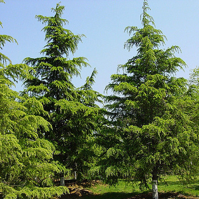 精油印度进口香柏木单方精油 精油厂家 贴牌 加工 oem 代理 精油