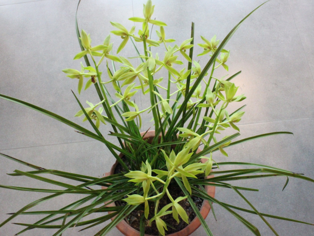 转:61花枝,600多朵惠兰,30年的栽培,其他不多说了.