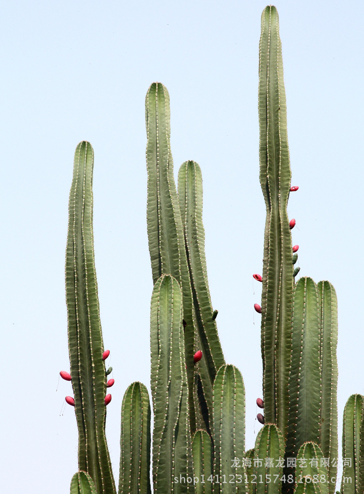 大型沙生植物 铁柱量天尺 天轮柱柱状 进口景观热带北欧风仙人掌