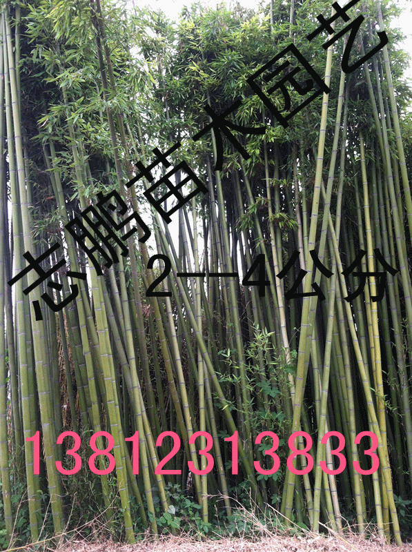 竹子 毛竹 批发各种规格竹子 量大从优