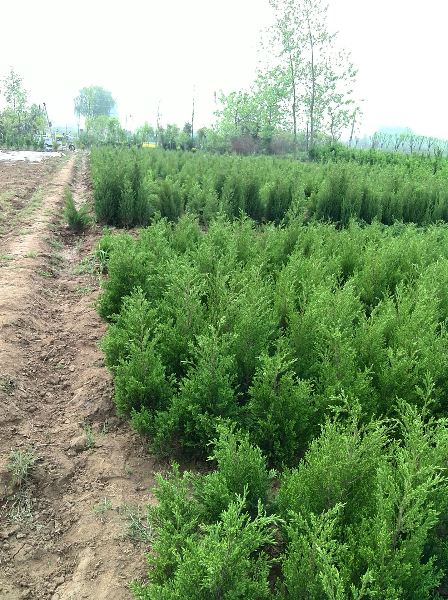 8-2米桧柏 蜀桧 刺柏 圆柏 优惠品种齐全