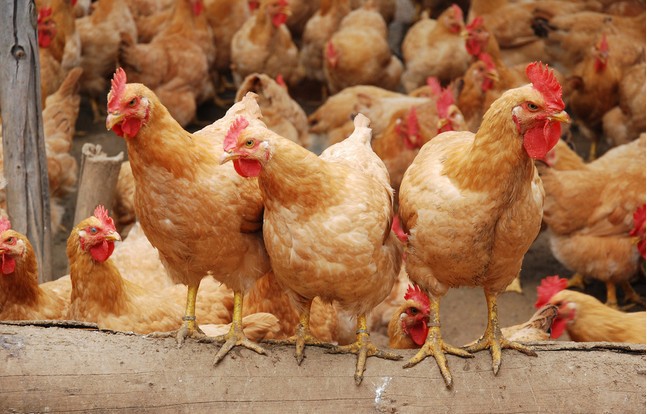 东北三黄鸡白耳黄鸡三黄白耳鸡鸡苗信鸡