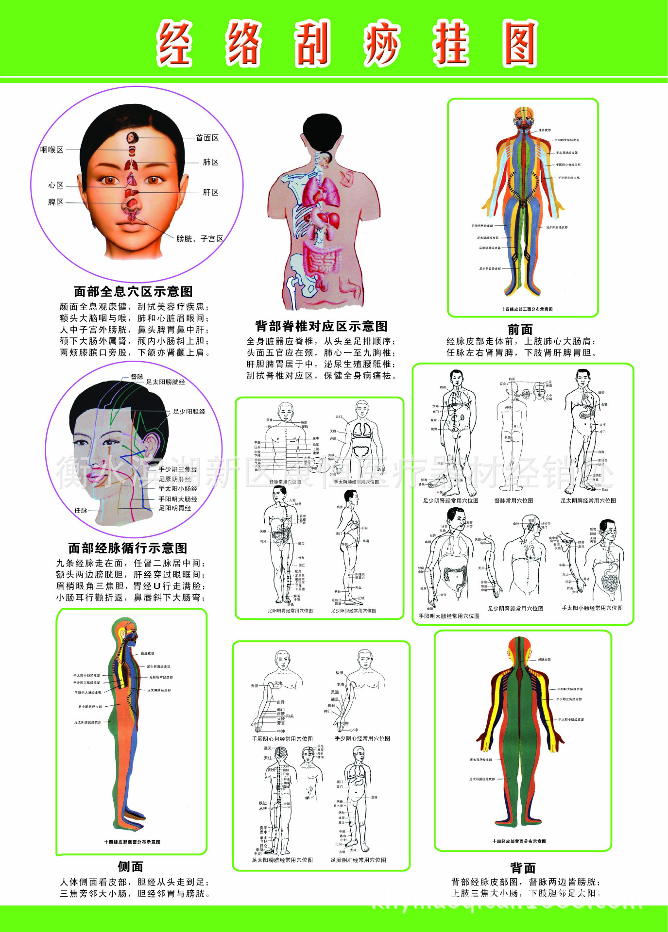 刮痧穴位图 刮痧保健挂图 刮痧挂图 艾灸刮痧厂家印刷
