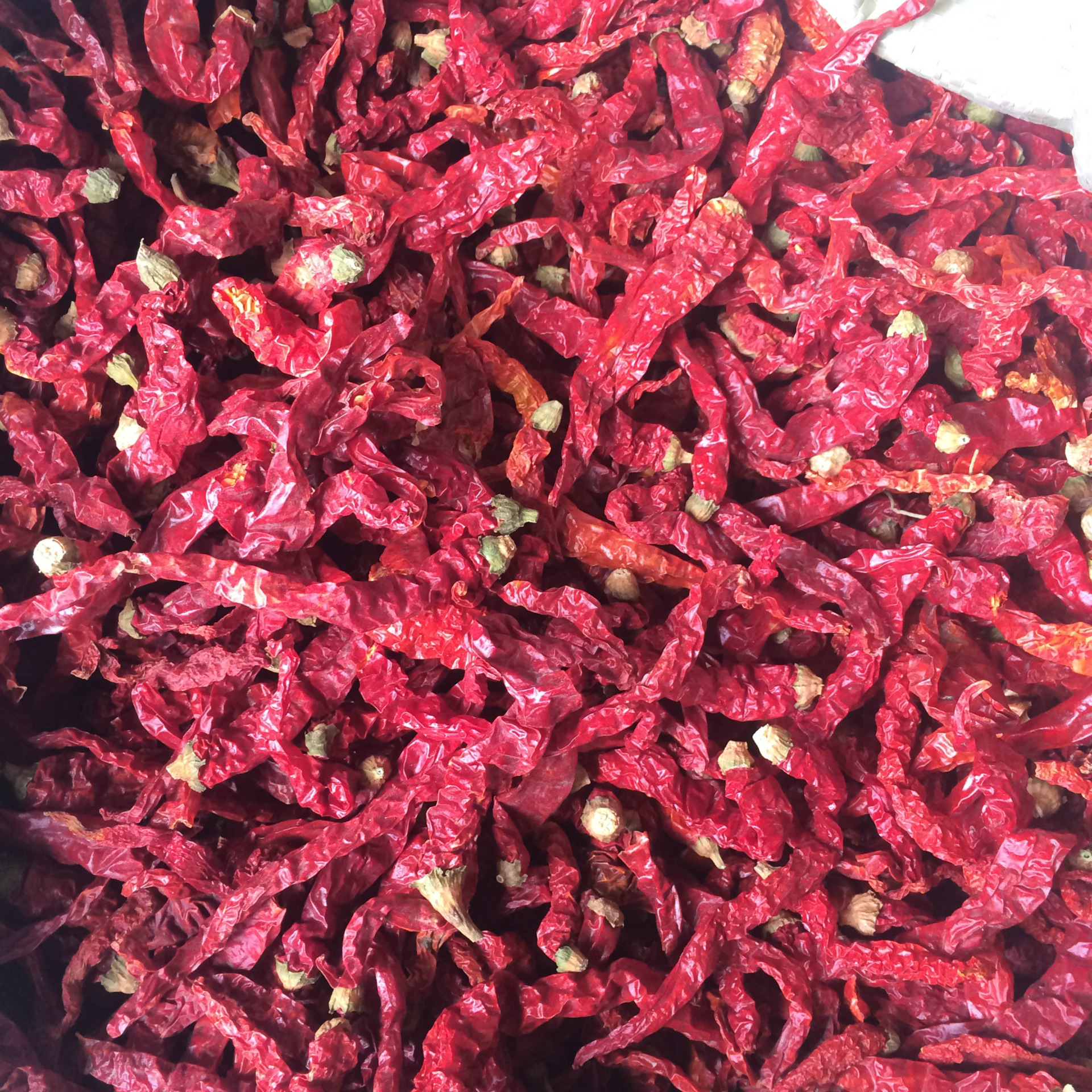 批发二荆条干辣椒 线椒 纵椒 超香微辣适合熟油辣子红油