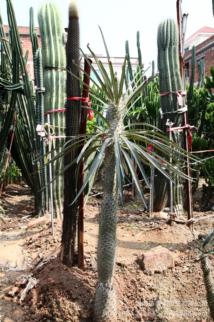 漳州非洲霸王树夹竹桃科棒棰树属 沙生植物亚阿相界树苗基地直销