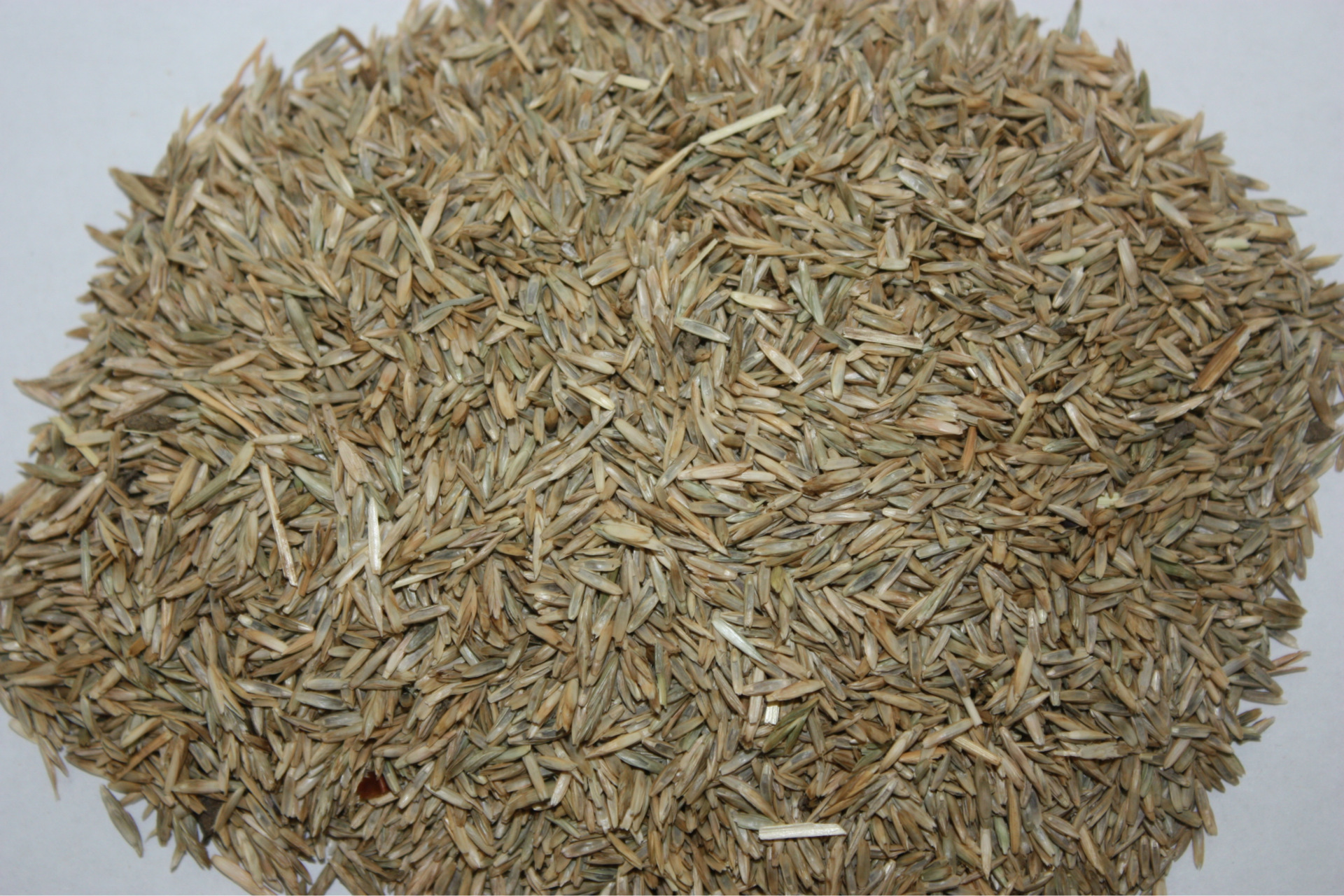 黑麦草草种 多年生 绿化工程草种草籽 绿冠直营 100% 进口种子