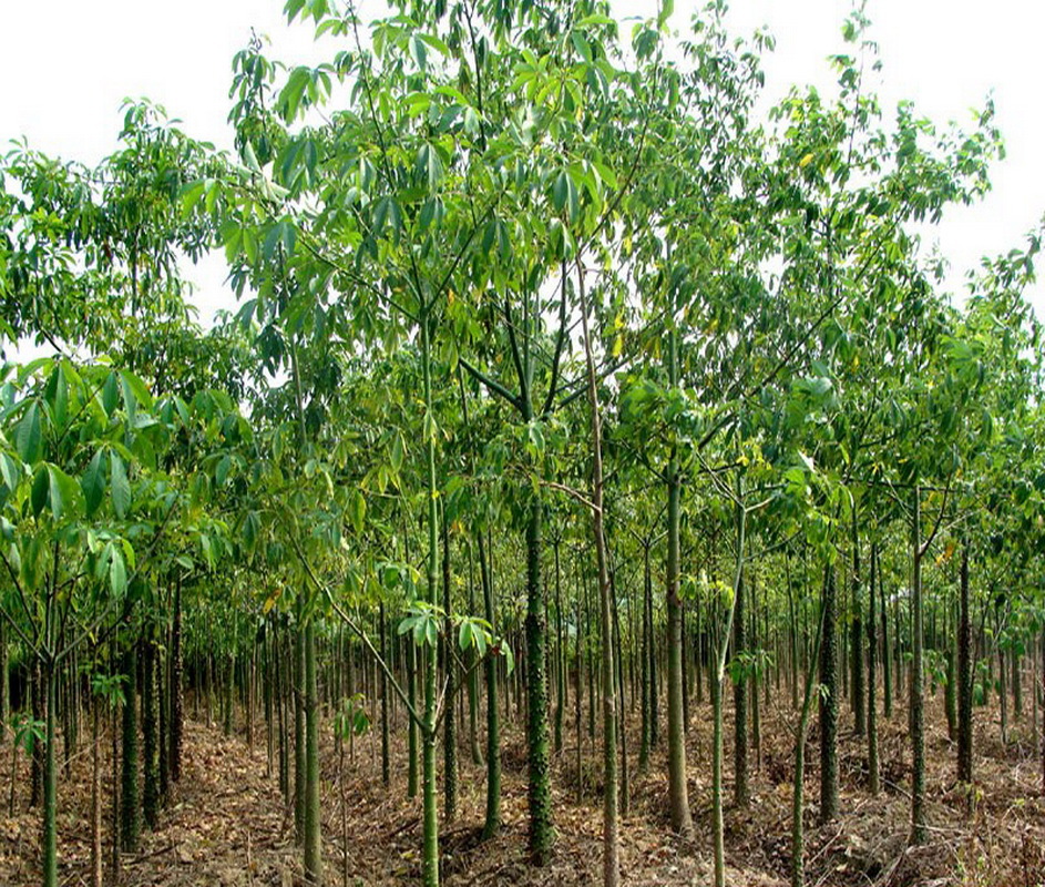 批发5-60cm本地木棉 小苗 绿化苗木 各种规格报价