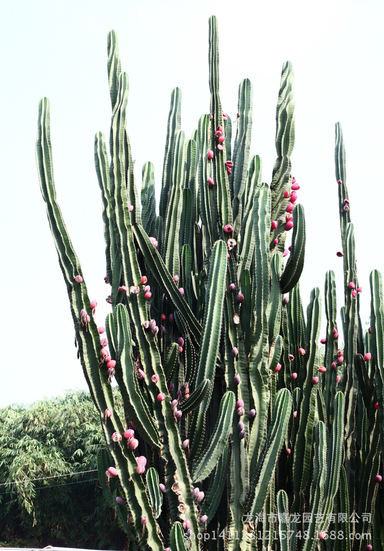 大型沙生植物 铁柱量天尺 天轮柱柱状 进口景观热带北欧风仙人掌