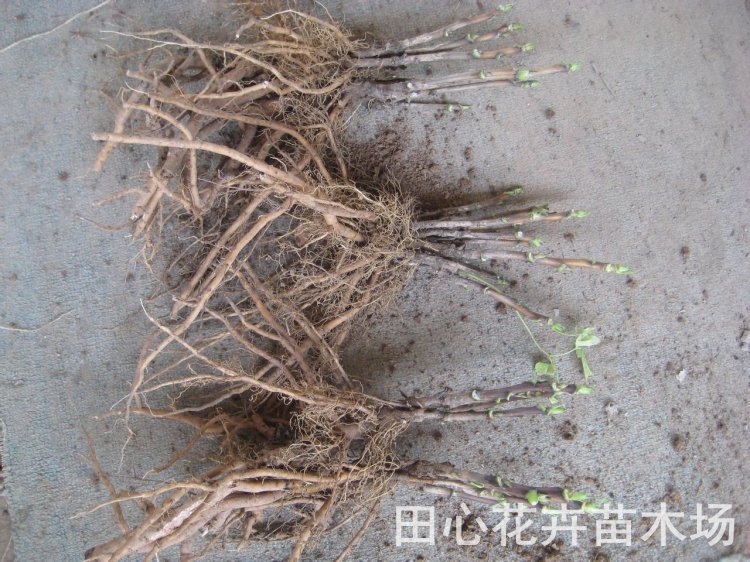 低价供应工程牡丹花苗 精品树苗 根系发达 分枝多 保质保量