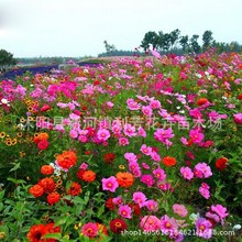 花卉种子 野花 野花组合种子 种子批发