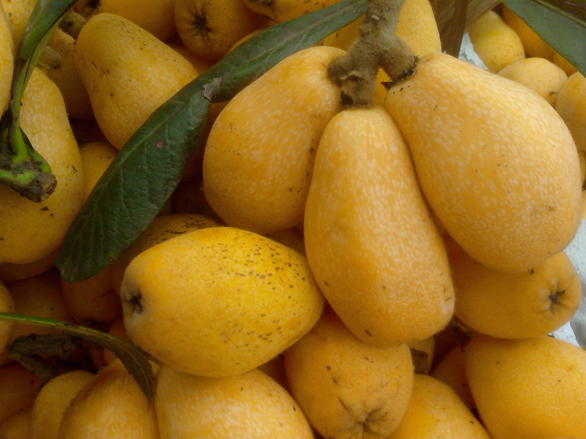 应季水果预订 新鲜小土枇杷 农家直供无农药