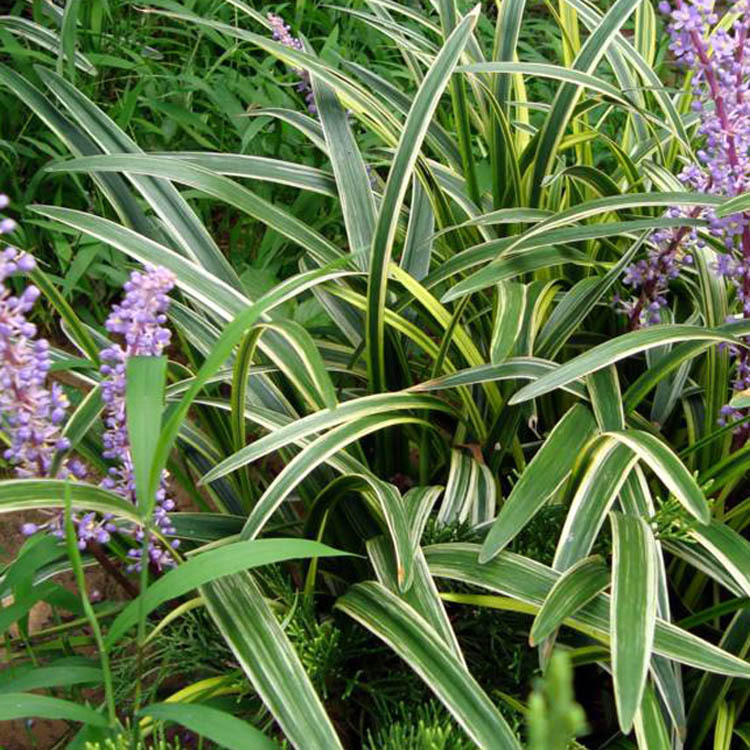 【绿福阳园林】供应绿化苗木 灌木 吉祥草 吉祥草小苗