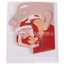 厂家供应 唾液腺模型 口腔模型 人体医学模型 人体器官解剖模型