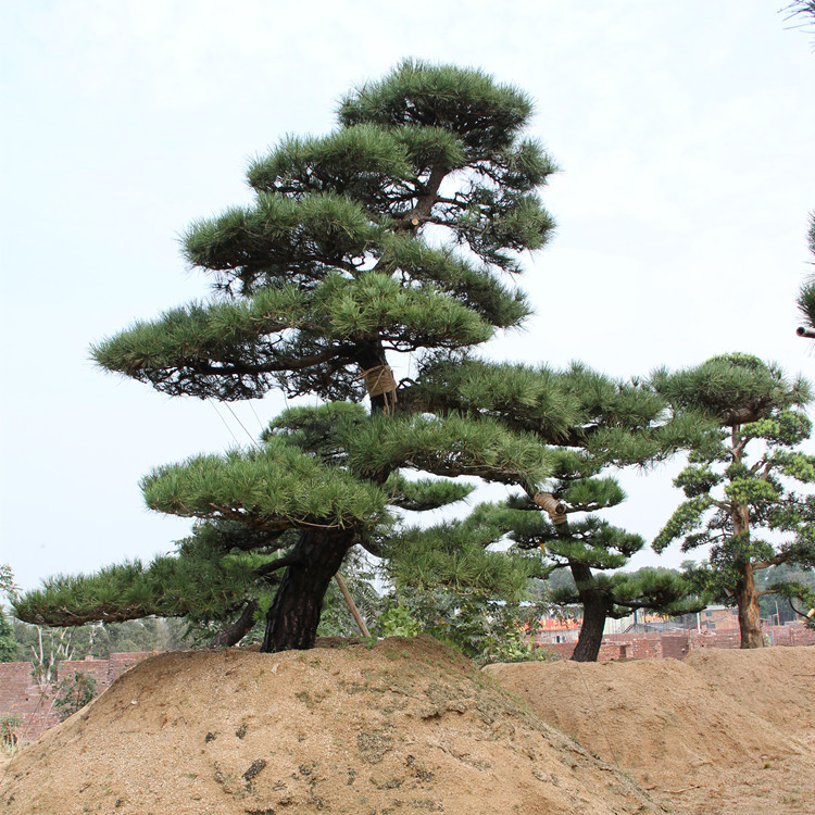 罗汉松有什么风水学问