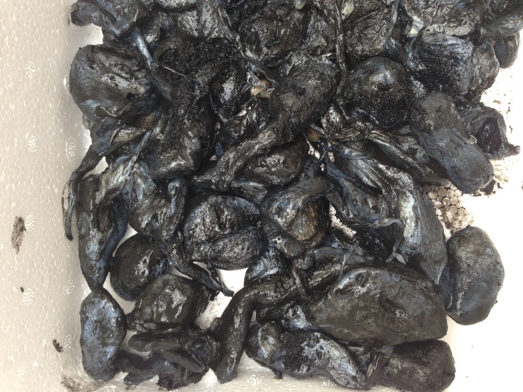 厂家直供市场餐饮电商渠道天然黑色素墨鱼墨囊