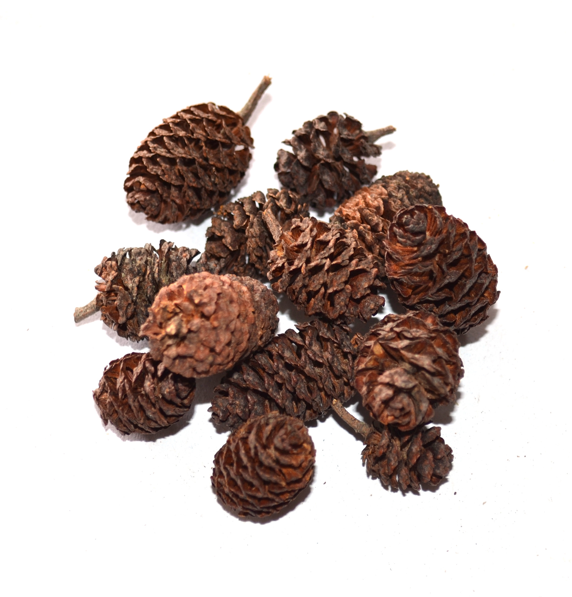 供应英滨工艺热销天然花材半成品 优质橡壳