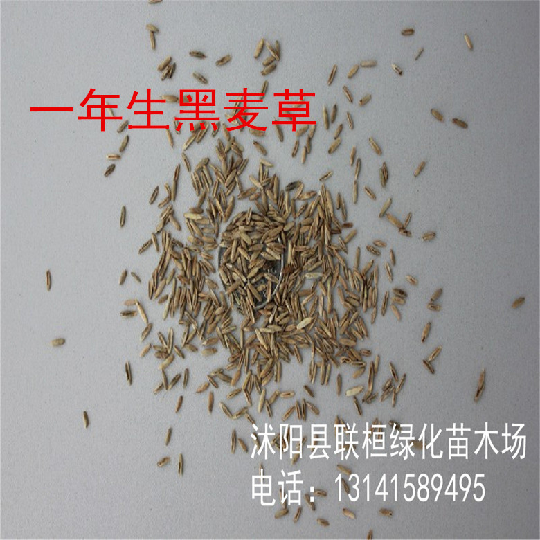 多花黑麦草种子 冬牧70黑麦草特高一年生意大利进口牧草种子批发