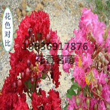 供应新红花紫薇种子 百日红种子 入惊儿树 满天红 红火箭 红火球