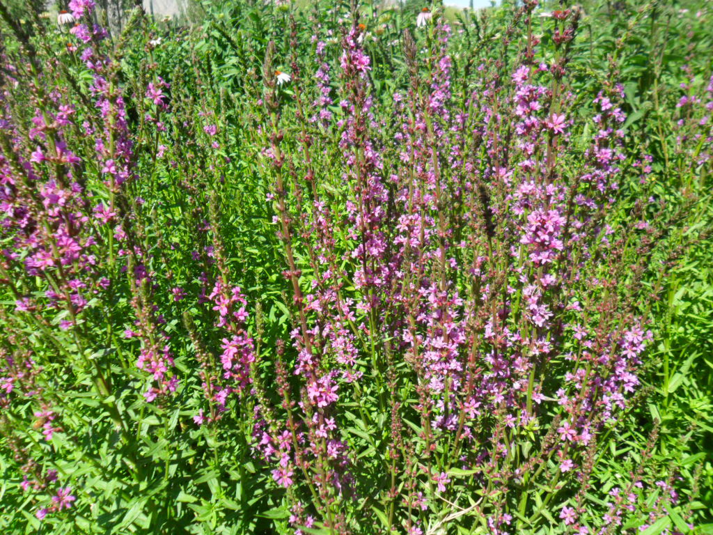 大量供应 千屈菜 对叶莲种子 多年生草花 园艺花卉种子