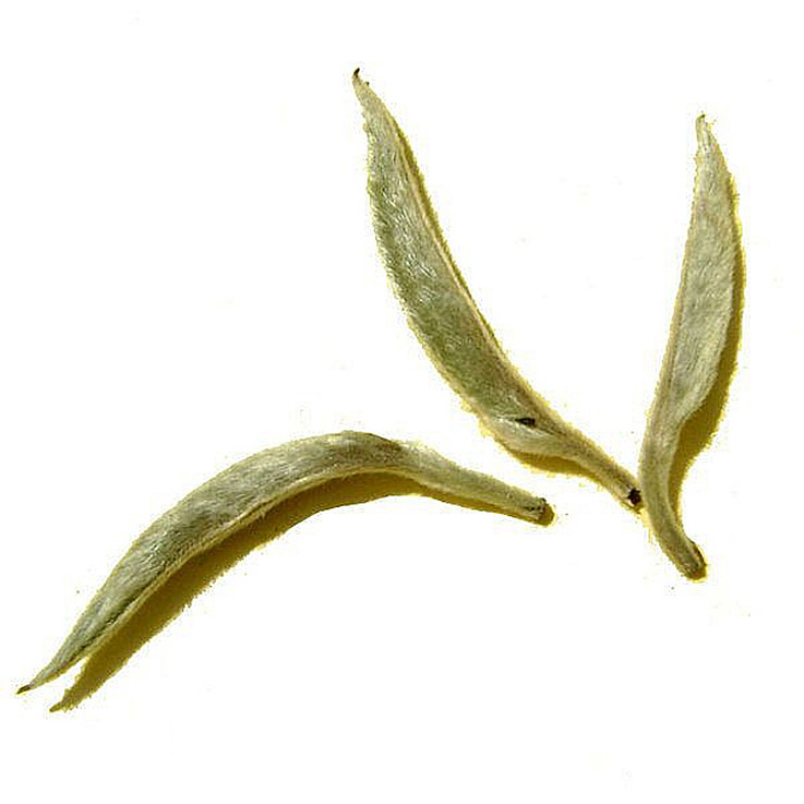 厂家直销 批发月光美人普洱古树茶单芽 大白毫普洱生茶散茶