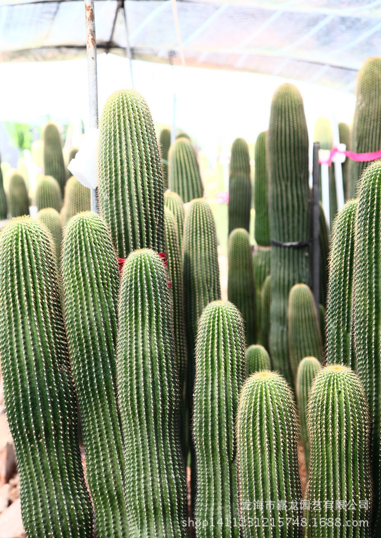 高度80 沙生大型植物 柱状仙人掌仙人柱大凤龙 室内景观布置展览