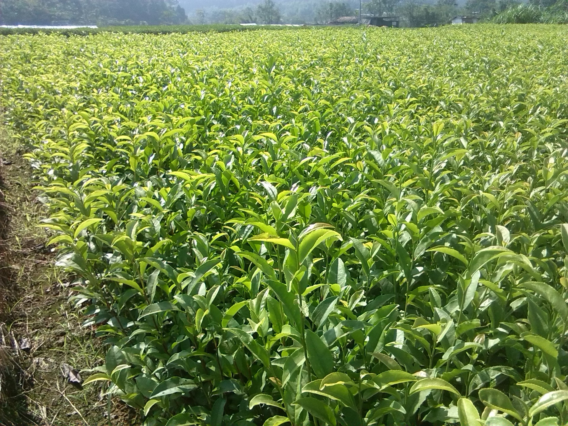 现面向全国直销推广良种茶苗,所产无性系优质良种茶树苗受到全国各地